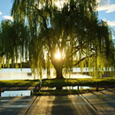 The Willow Belle APK