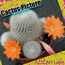 APK Cactus Picture Idea