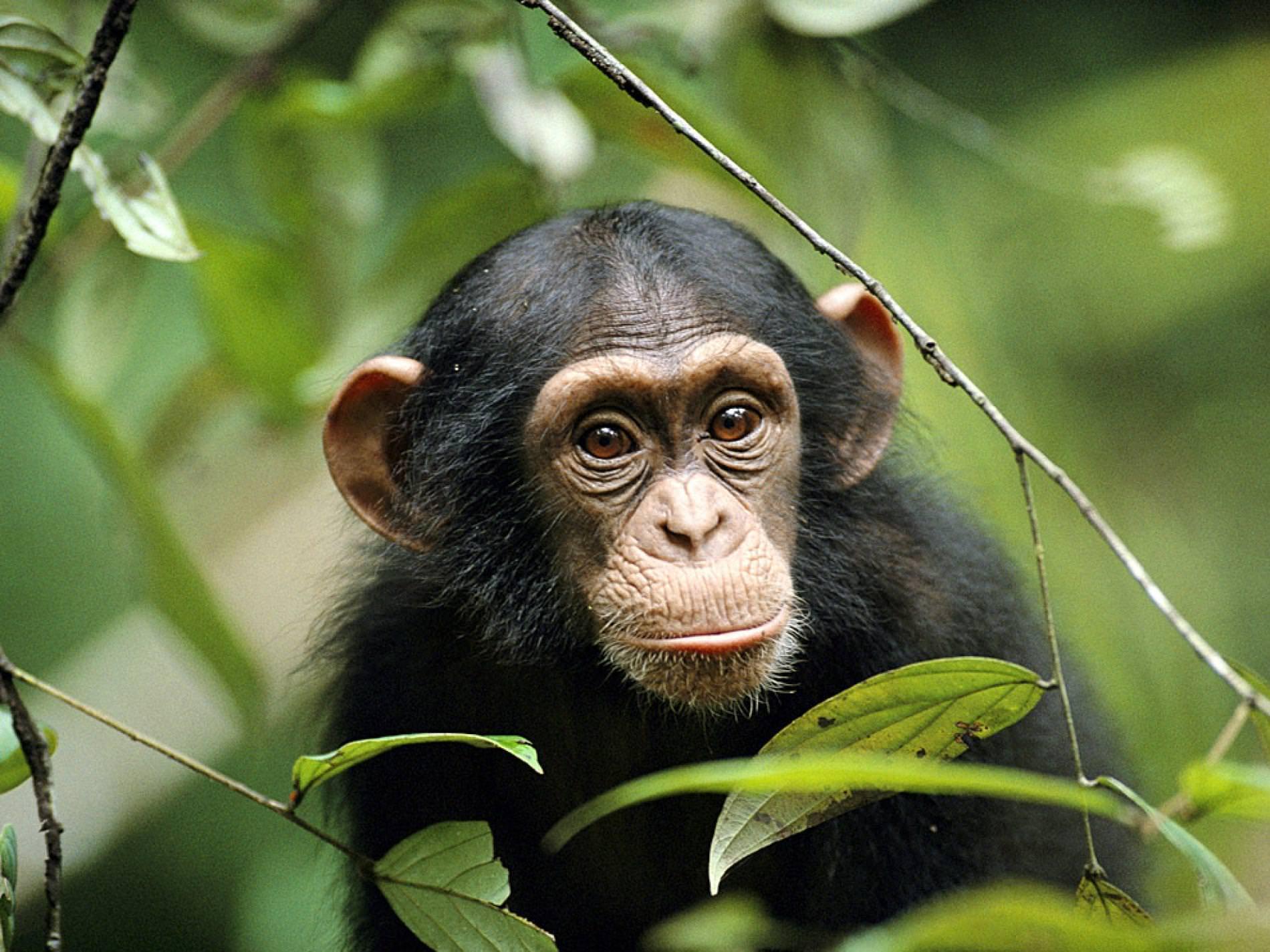 Приматы шимпанзе. Шимпанзе. Шимпанзе фото. Обезбян. Обезьяна шимпанзе.