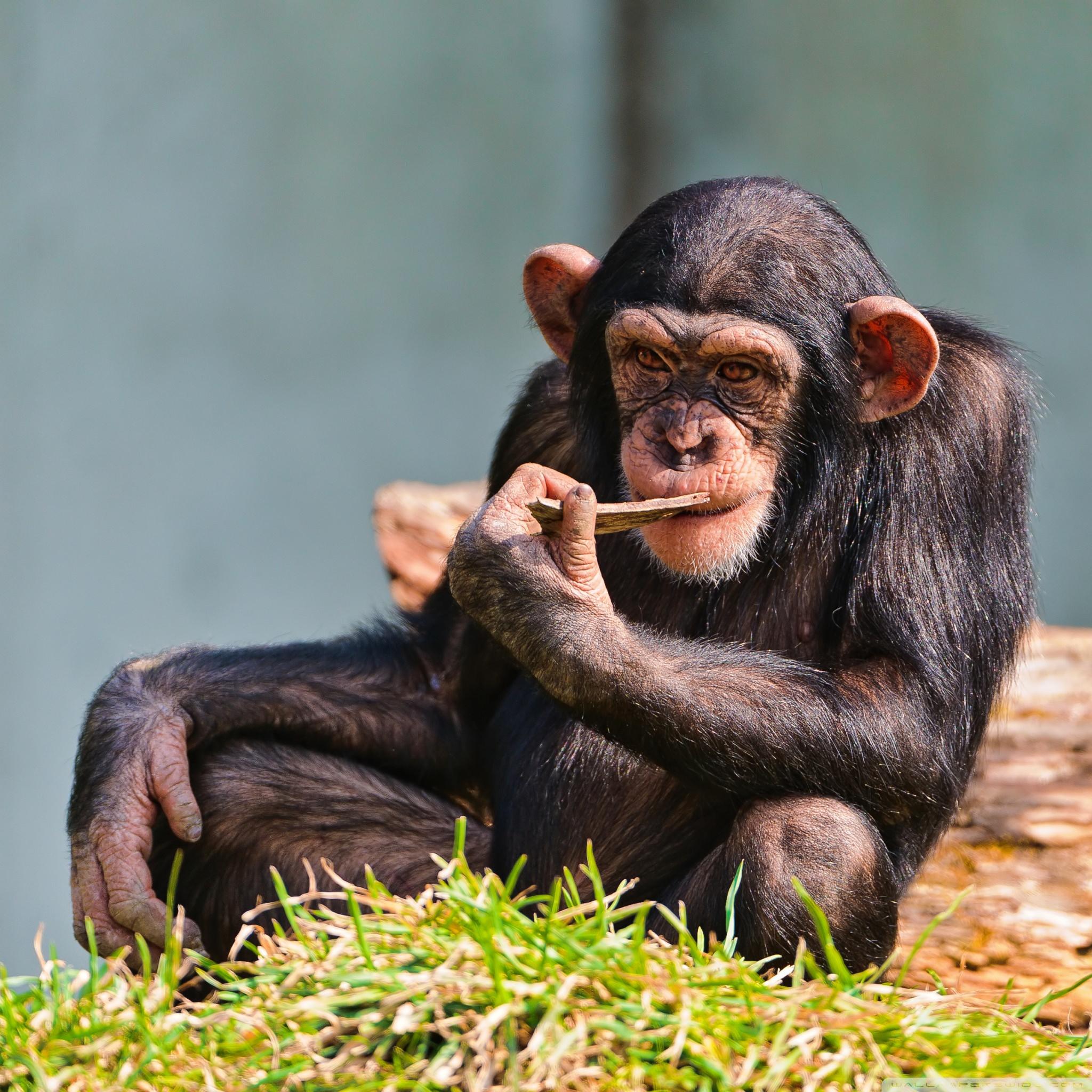 Забавный шимпанзе как правильно. Обезьяна. Шимпанзе. Обезьяна шимпанзе. Шимпанзе фото.