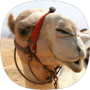 Sons Camel APK