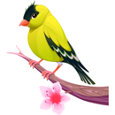 Canary Bird Sounds 2020 APK