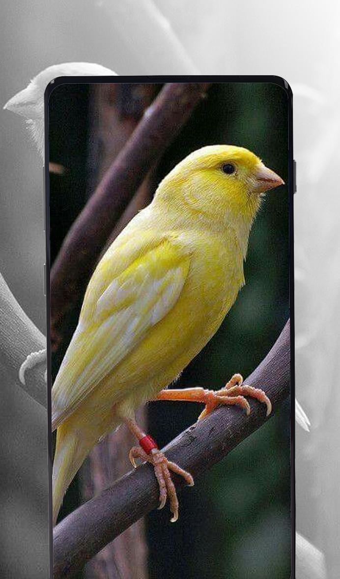 TÉLÉCHARGER CHANT CANARI TIMBRADO GRATUIT TIMBRADO GRATUIT TÉLÉCHARGER CHANT CANARI