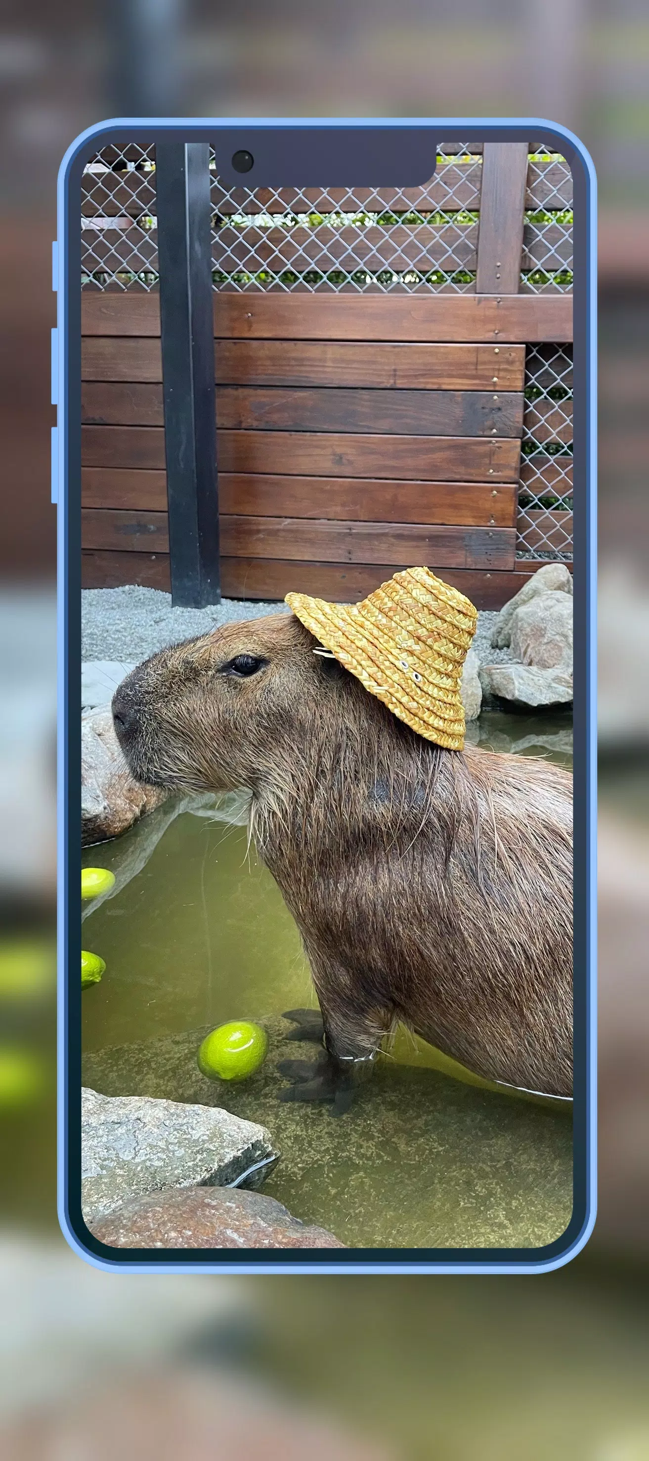 Capivara meme roblox em 2023  Fotos de capivara, Capivara, Capivaras