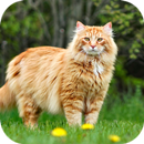 Cat Wallpaper HD APK