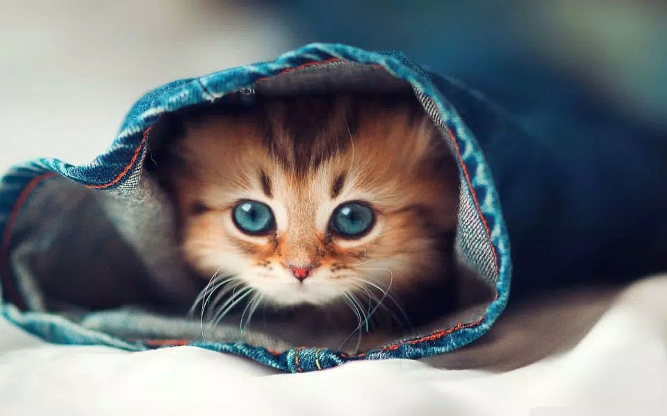 Tải xuống APK Cat Wallpaper HD 4K cho Android Tải xuống APK Cat Wallpaper HD 4K cho Android