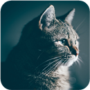 Cute Cat Wallpaper HD APK