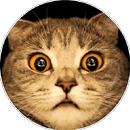 Cat Funny Sticker for WAStickerApps APK