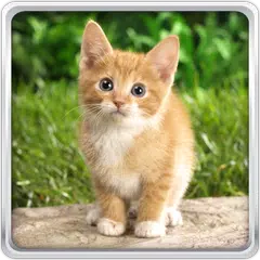 無料で猫の子猫は 壁紙を生きる Apkアプリの最新版 Apk22 0をダウンロード Android用 猫の子猫は 壁紙を生きる アプリダウンロード Apkfab Com Jp