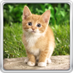 ”Cat Kittens Live Wallpaper