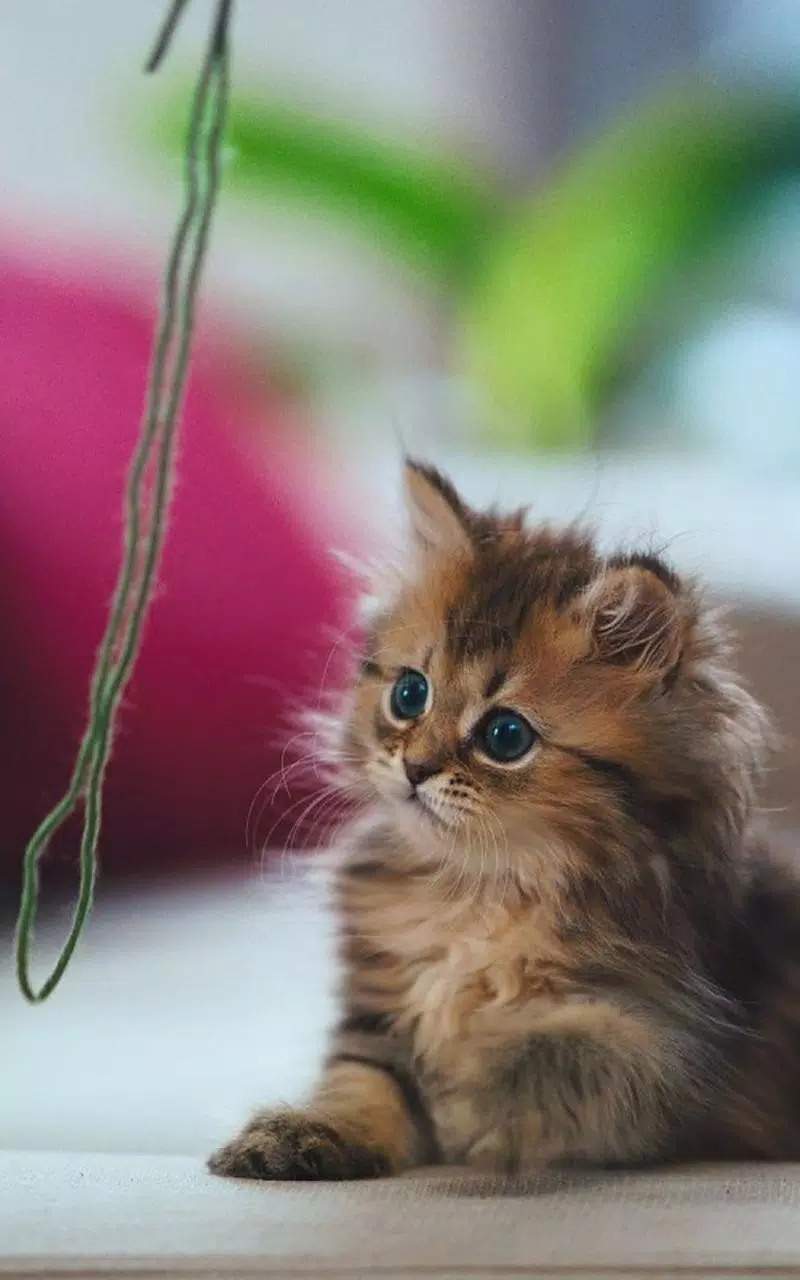 Android向けの猫の子猫は 壁紙を生きる Apkをダウンロードしましょう Android向けの猫の子猫は 壁紙を生きる Apkをダウンロードしましょう