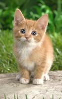 پوستر Cat Kittens Live Wallpaper