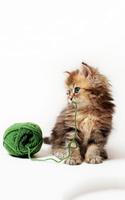 برنامه‌نما Cat Kittens Live Wallpaper عکس از صفحه