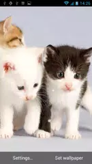 Cat Live Wallpaper APK download