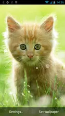 Cat Live Wallpaper APK download