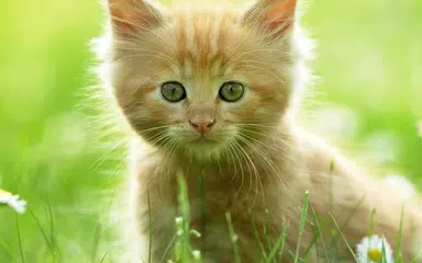 Cat Live Wallpaper APK download