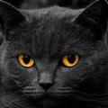 Cat Ringtones & Wallpapers