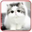 Cat Sounds