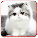 Son chat APK