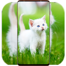 Cat Wallpaper HD APK