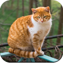 Cat Wallpaper HD APK