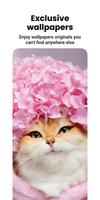 برنامه‌نما Cat Wallpapers & Cute Kittens عکس از صفحه