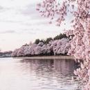 Cherry Blossom wallpaper APK