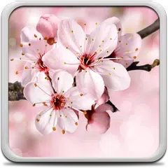 Cherry Blossom Live Wallapper APK download