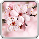Fleurs Cerisier Fond D'écran APK