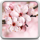 Cherry Blossom Live Wallapper আইকন