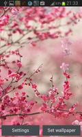 Cherry Blossom Live Wallapper স্ক্রিনশট 2