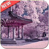 Sakura Wallpaper أيقونة