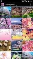 Sakura Wallpaper captura de pantalla 1