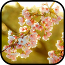 Cherry Blossom Wallpaper APK