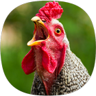 Chicken Ringtones ikona