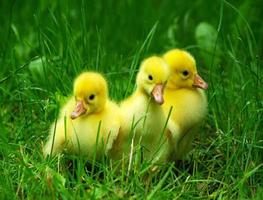 Chicks Wallpapers syot layar 3