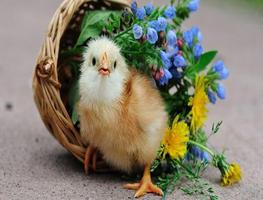 Chicks Wallpapers penulis hantaran