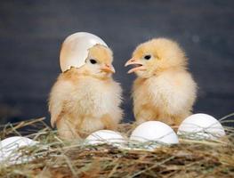 Chicks Wallpapers syot layar 1