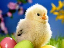 Chicks Wallpapers syot layar 2