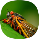 Cicada Sounds APK