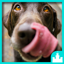 Silly Dog Sounds APK