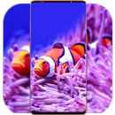 Clownfish Wallpaper HD APK
