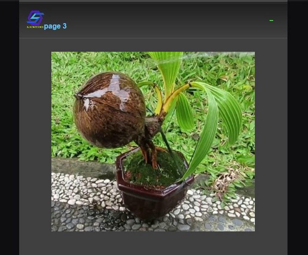 how to make bonsai coconut tree.