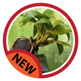 bonsai coconut icon