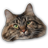 Cat Box APK