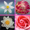 Flower Memory Game - Brain Training Adults Kids APK