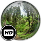 ikon Panorama Wallpaper: Forest