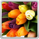 Tulipes Colorées Fond D'écran APK