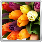 Tulipes Colorées Fond D'écran icône
