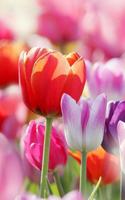 Tulipes Colorées Fond D'écran capture d'écran 3